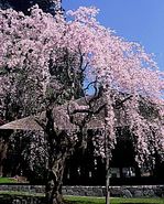 長床のしだれ桜